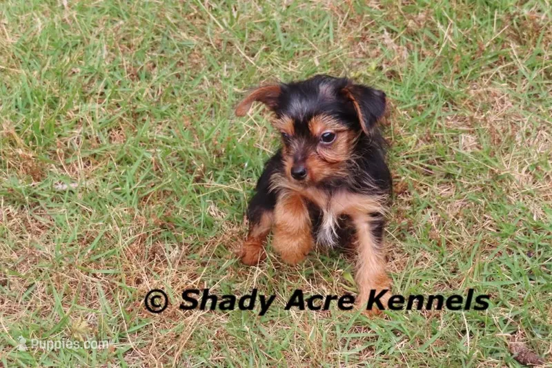 Frederick – Yorkshire Terrier puppy for sale in Macon, GA