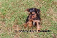 Frederick, a male Yorkshire Terrier for sale in Macon, GA – Photo 2 of 9