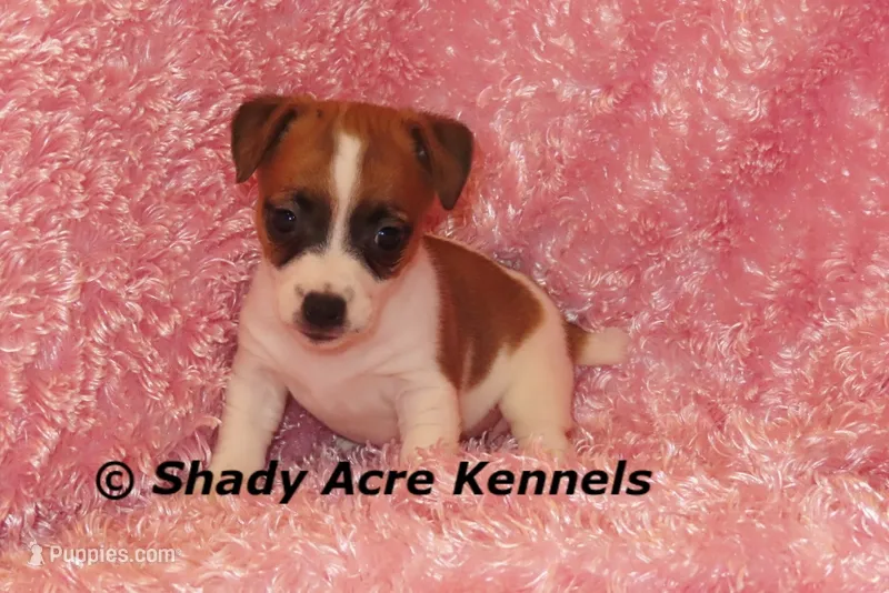 Nadine – Jack Russell Terrier puppy for sale in Macon, GA