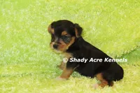 Buick----AKC registerable, a male Yorkshire Terrier for sale in Macon, GA – 7 of 9