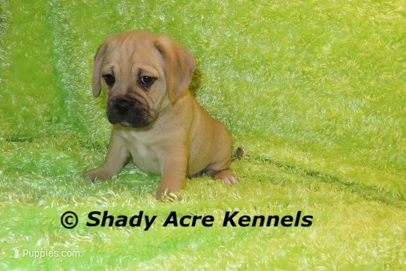 Bebby – Puggle puppy for sale in Macon, GA