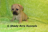 Bebby, a male Puggle for sale in Macon, GA – 1 of 10