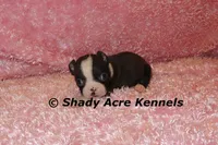 Mantana--ready to go 11-2, a female Boston Terrier for sale in Macon, GA – 6 of 10