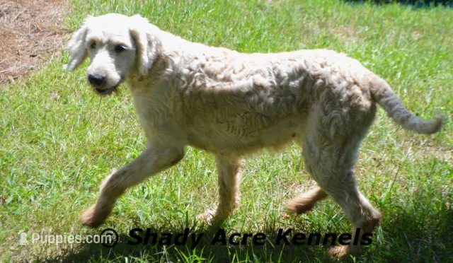 F1--Summer--Just groomed – Miniature Goldendoodle puppy for sale in Macon, GA