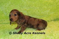 Long Coat Dapple Yamaha, a male Miniature Dachshund for sale in Macon, GA – 8 of 10