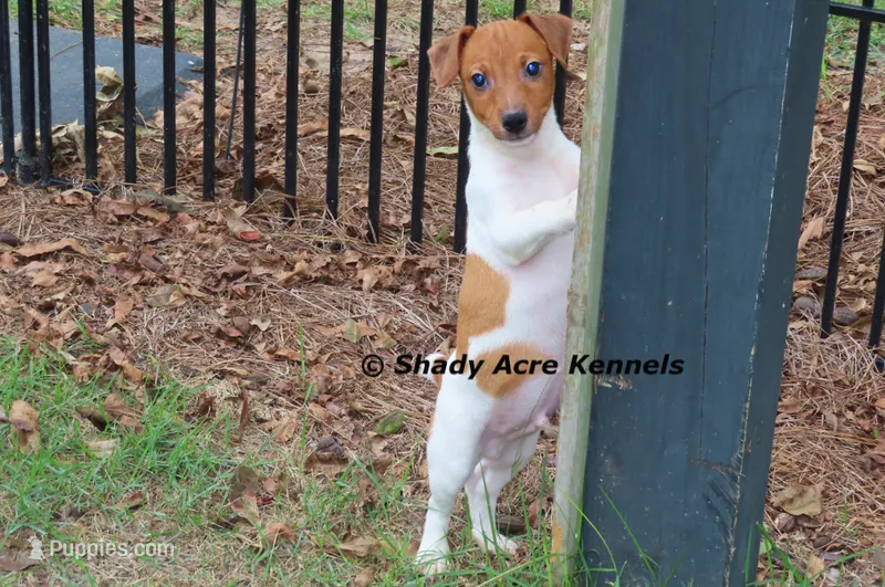 Smooth Shorty Chetan – Jack Russell Terrier puppy for sale in Macon, GA