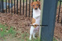 Smooth Shorty Chetan, a male Jack Russell Terrier for sale in Macon, GA – 1 of 10