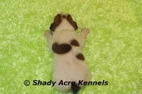 Smooth Shorty Chester, a male Jack Russell Terrier for sale in Macon, GA – 5 of 6