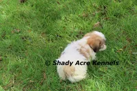 Girrett, a male Mal Shi for sale in Macon, GA – 7 of 10