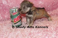Esther, a female Miniature Schnauzer for sale in Macon, GA – 5 of 9