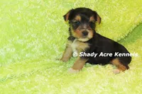 Buick----AKC registerable, a male Yorkshire Terrier for sale in Macon, GA – 3 of 9