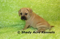 Bebby, a male Puggle for sale in Macon, GA – 5 of 10