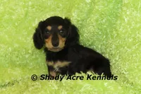 Long Coat Lochlan--AKC registerable, a male Miniature Dachshund for sale in Macon, GA – 7 of 10