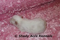 Diamond, a female Mal Shi for sale in Macon, GA – 5 of 6