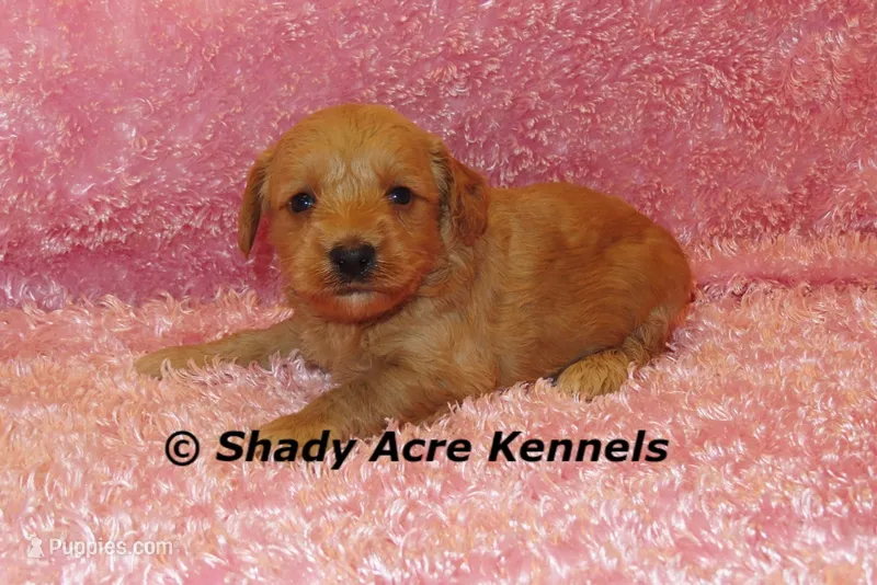F1b MINI Lathy – Miniature Goldendoodle puppy for sale in Macon, GA