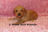 F1b MINI Lathy--average weight 30lbs, a female Miniature Goldendoodle for sale in Macon, GA – 1 of 8