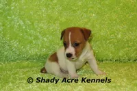 Shorty Giuliano, a male Jack Russell Terrier for sale in Macon, GA – 5 of 8