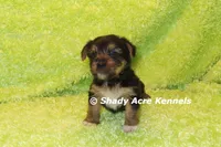 Budges----AKC registerable, a male Yorkshire Terrier for sale in Macon, GA – 10 of 10