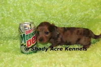 Long Coat Dapple Yamaha, a male Miniature Dachshund for sale in Macon, GA – 2 of 8