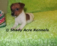 Smooth Shorty Chetan, a male Jack Russell Terrier for sale in Macon, GA – 3 of 10