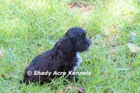 Willis, a male Shihpoo for sale in Macon, GA – 3 of 7