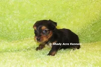 Blockjack-both parents are <5 lbs., a male Yorkshire Terrier for sale in Macon, GA – 6 of 7