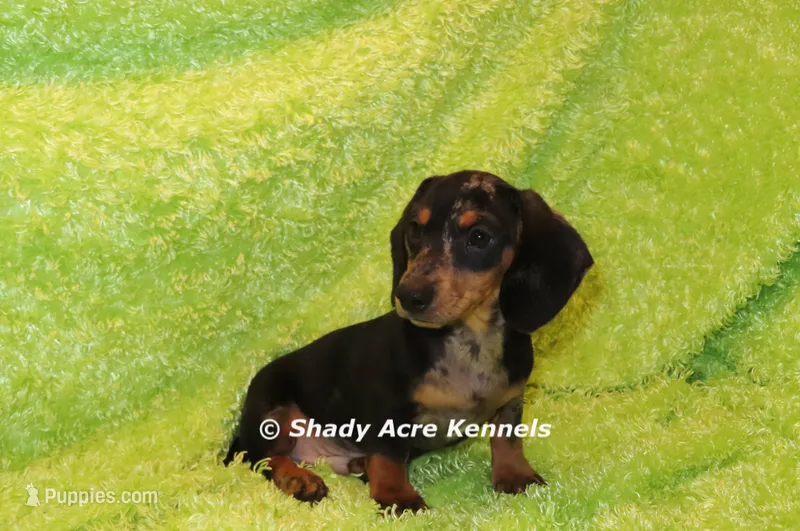 Dapple Yates – Miniature Dachshund puppy for sale in Macon, GA