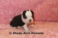 Inaja-with Haggerty Spot, a female Boston Terrier for sale in Macon, GA – 3 of 10
