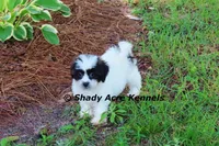 Madam, a female Shichon for sale in Macon, GA – 6 of 8