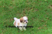 Girrett, a male Mal Shi for sale in Macon, GA – 1 of 10