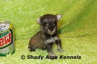 Esdras, a male Miniature Schnauzer for sale in Macon, GA – 3 of 7