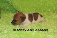 Elbert, a male Jack Russell Terrier for sale in Macon, GA – Photo 3 of 7