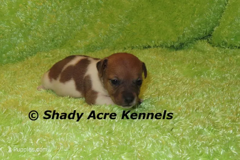Elbert – Jack Russell Terrier puppy for sale in Macon, GA