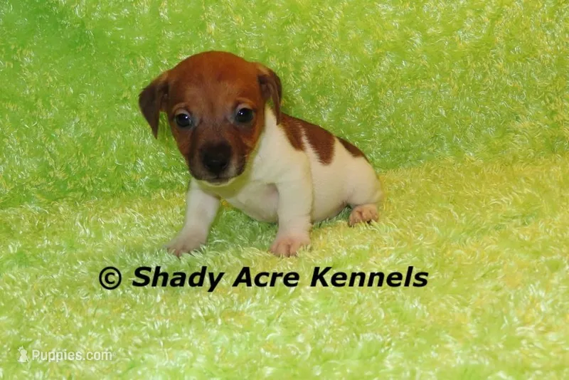 Elbert – Jack Russell Terrier puppy for sale in Macon, GA