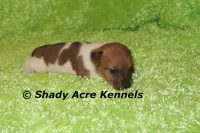 Elbert, a male Jack Russell Terrier for sale in Macon, GA – Photo 5 of 7