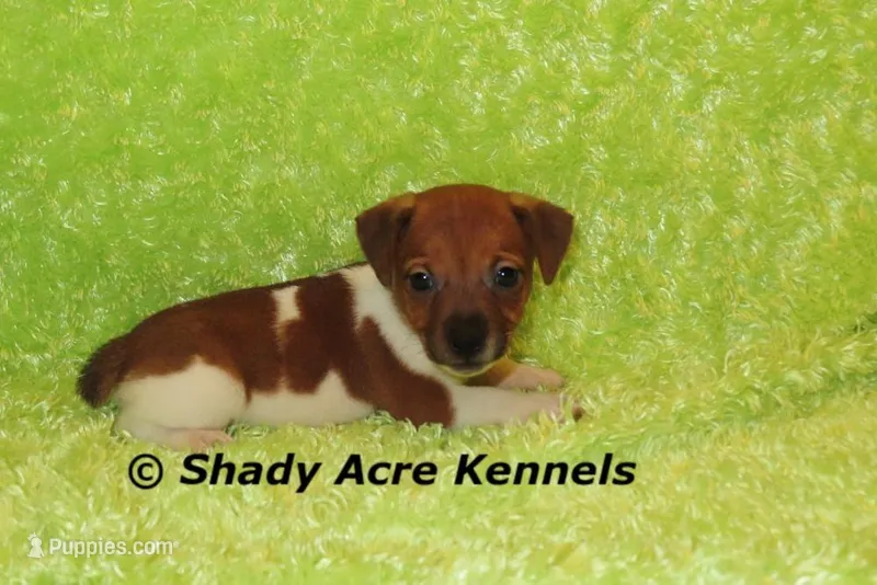 Elbert – Jack Russell Terrier puppy for sale in Macon, GA