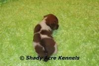 Elbert, a male Jack Russell Terrier for sale in Macon, GA – Photo 7 of 7