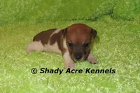 Elbert, a male Jack Russell Terrier for sale in Macon, GA – Photo 4 of 7