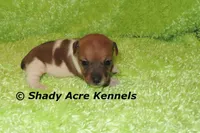 Elbert, a male Jack Russell Terrier for sale in Macon, GA – Photo 6 of 7