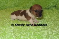 Elbert, a male Jack Russell Terrier for sale in Macon, GA – Photo 2 of 7