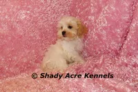 Diamond-mature weight 8-10 lb, a female Mal Shi for sale in Macon, GA – 8 of 10