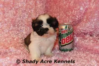 Kitty, a female Shih Tzu for sale in Macon, GA – Photo 8 of 10