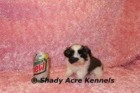 Kitty, a female Shih Tzu for sale in Macon, GA – Photo 6 of 10