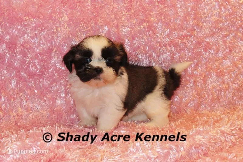 Kitty- Ready 3-18 – Shih Tzu puppy for sale in Macon, GA