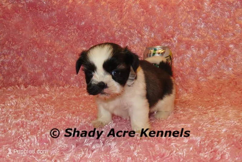 Kitty- Ready 3-18, a female Shih Tzu for sale in Macon, GA – Photo 1 of 10