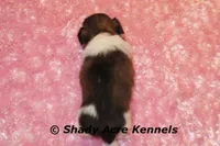 Kitty- Ready 3-18, a female Shih Tzu for sale in Macon, GA – Photo 10 of 10