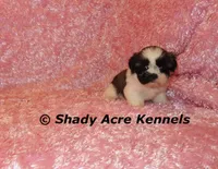 Kitty, a female Shih Tzu for sale in Macon, GA – Photo 10 of 10