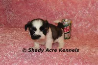 Kitty- Ready 3-18, a female Shih Tzu for sale in Macon, GA – Photo 4 of 10