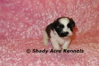 Kitty- Ready 3-18, a female Shih Tzu for sale in Macon, GA – Photo 2 of 10
