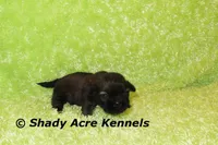 Kiro- Ready 3-18, a male Shih Tzu for sale in Macon, GA – Photo 4 of 6